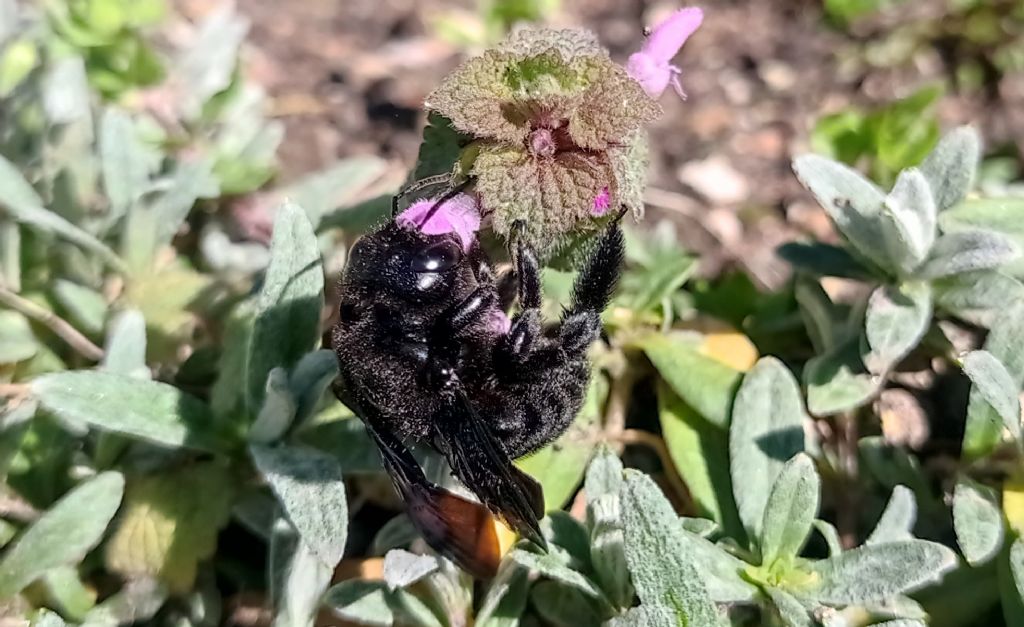 Apidae Xylocopinae: femmina di Xylocopa sp.
